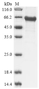 Greater than 85% as determined by SDS-PAGE.