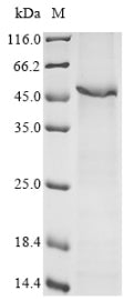 Greater than 85% as determined by SDS-PAGE.Recombinant Human Ribonuclease Inhibitor (RNH1) Protein (His)