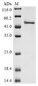 Greater than 85% as determined by SDS-PAGE.Recombinant Human Ribonuclease Inhibitor (RNH1) Protein (His&Myc)