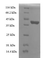 Greater than 90% as determined by SDS-PAGE.