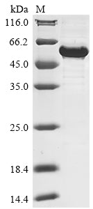 Greater than 85% as determined by SDS-PAGE.Recombinant Human Nuclear Receptor Ror-Alpha (RORA) Protein (His)