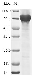Greater than 90% as determined by SDS-PAGE.Recombinant Human Nuclear Receptor Ror-Gamma (RORC) Protein (His-SUMO)