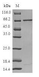 Greater than 90% as determined by SDS-PAGE.