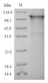 Greater than 90% as determined by SDS-PAGE.Recombinant Human Replication Protein A 70 Kda Dna-Binding Subunit (RPA1) Protein (His-SUMO)