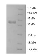 Greater than 90% as determined by SDS-PAGE.