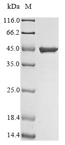 Greater than 90% as determined by SDS-PAGE.