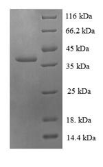 Greater than 90% as determined by SDS-PAGE.
