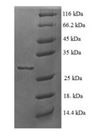 Greater than 90% as determined by SDS-PAGE.