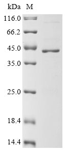 Greater than 85% as determined by SDS-PAGE.Recombinant Mouse 60S Ribosomal Protein L7 (RPL7) Protein (His&Myc)
