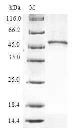 Greater than 90% as determined by SDS-PAGE.