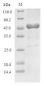 Greater than 90% as determined by SDS-PAGE.