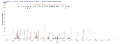 Based on the SEQUEST from database of E.coli host and target protein, the LC-MS/MS Analysis result of this product could indicate that this peptide derived from E.coli-expressed Mus musculus (Mouse) Rplp0.Recombinant Mouse 60S Acidic Ribosomal Protein P0 (RPLP0) Protein (His-SUMO&Myc)