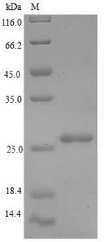 Greater than 90% as determined by SDS-PAGE.