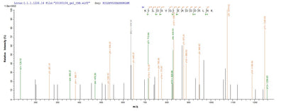 Based on the SEQUEST from database of E.coli host and target protein, the LC-MS/MS Analysis result of this product could indicate that this peptide derived from E.coli-expressed Homo sapiens (Human) RPLP2.