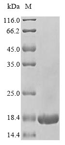 Greater than 85% as determined by SDS-PAGE.