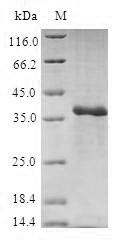 Greater than 90% as determined by SDS-PAGE.