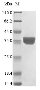 Greater than 85% as determined by SDS-PAGE.