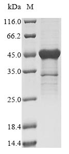 Greater than 90% as determined by SDS-PAGE.