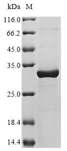 Greater than 90% as determined by SDS-PAGE.