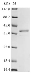 Greater than 85% as determined by SDS-PAGE.Recombinant Mouse 40S Ribosomal Protein S3 (RPS3) Protein (His&Myc)