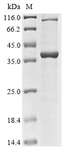 Greater than 85% as determined by SDS-PAGE.