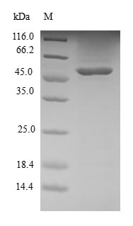 Greater than 90% as determined by SDS-PAGE.Recombinant Human Ras-Related Protein R-Ras2 (RRAS2) Protein (GST)