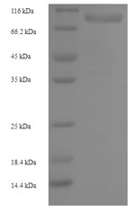 Greater than 90% as determined by SDS-PAGE.