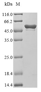 Greater than 90% as determined by SDS-PAGE.Recombinant Human Runt-Related Transcription Factor 1 (RUNX1) Protein (His&Myc)