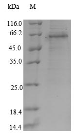 Greater than 90% as determined by SDS-PAGE.Recombinant Human Runt-Related Transcription Factor 3 (RUNX3) Protein (His&Myc)