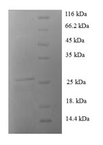 Greater than 90% as determined by SDS-PAGE.