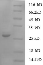Greater than 90% as determined by SDS-PAGE.
