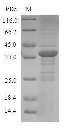 Greater than 90% as determined by SDS-PAGE.