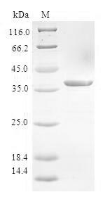 Greater than 90% as determined by SDS-PAGE.