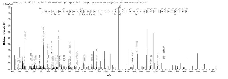 Based on the SEQUEST from database of E.coli host and target protein, the LC-MS/MS Analysis result of this product could indicate that this peptide derived from E.coli-expressed Rattus norvegicus (Rat) S100a4.Recombinant Rat Protein S100-A4 (S100A4) Protein (His&Myc)