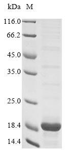 Greater than 85% as determined by SDS-PAGE.Recombinant Rat Protein S100-A4 (S100A4) Protein (His&Myc)