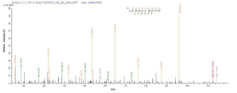 Based on the SEQUEST from database of E.coli host and target protein, the LC-MS/MS Analysis result of this product could indicate that this peptide derived from E.coli-expressed Mus musculus (Mouse) S100a8.Recombinant Mouse Protein S100-A8 (S100A8) Protein (His-SUMO)