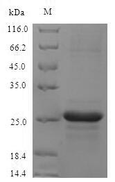Greater than 90% as determined by SDS-PAGE.Recombinant Mouse Protein S100-A8 (S100A8) Protein (His-SUMO)