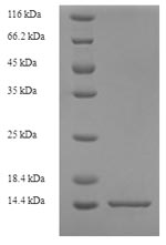 Greater than 90% as determined by SDS-PAGE.Recombinant Rat Protein S100-A8 (S100A8) Protein (His)