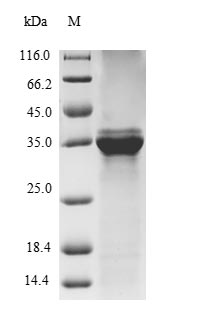 Greater than 85% as determined by SDS-PAGE.