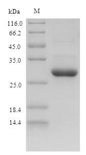 Greater than 90% as determined by SDS-PAGE.