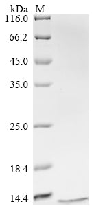 Greater than 90% as determined by SDS-PAGE.