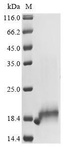 Greater than 90% as determined by SDS-PAGE.