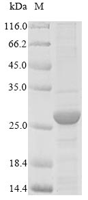 Greater than 90% as determined by SDS-PAGE.Recombinant Cat Serum Amyloid A Protein (SAA1) Protein (His-B2M)