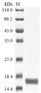 Greater than 85% as determined by SDS-PAGE.Recombinant Mouse Serum Amyloid A-1 Protein (SAA1) Protein (His)