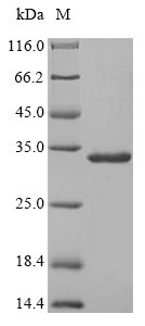 Greater than 85% as determined by SDS-PAGE.