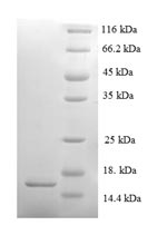 Greater than 90% as determined by SDS-PAGE.