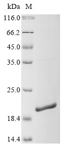 Greater than 90% as determined by SDS-PAGE.Recombinant Mouse Serum Amyloid A-4 Protein (SAA4) Protein (His)
