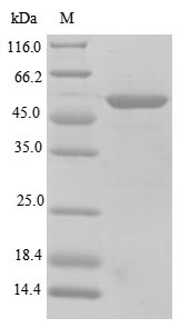 Greater than 85% as determined by SDS-PAGE.Recombinant Mouse S-Arrestin (SAG) Protein (His)