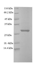 Greater than 90% as determined by SDS-PAGE.