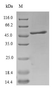 Greater than 90% as determined by SDS-PAGE.
